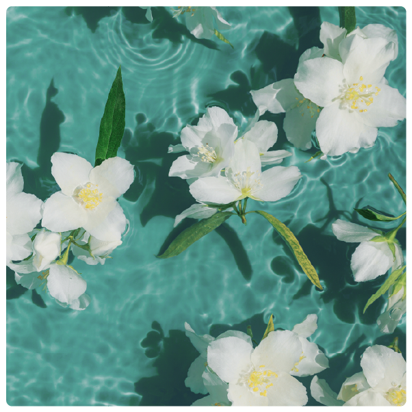 Fragrance Image 2
