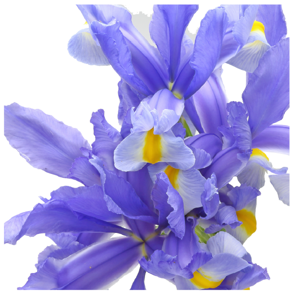 Fragrance Image 3